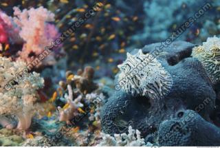 Photo Reference of Coral Sudan Undersea 0005